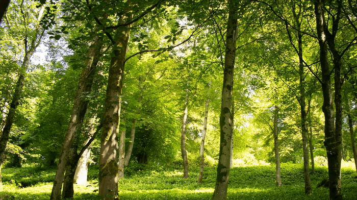 Special tours for Travel Trade in Bath,  Woods