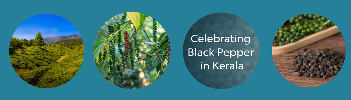 Celebrating Black Pepper in Kerala