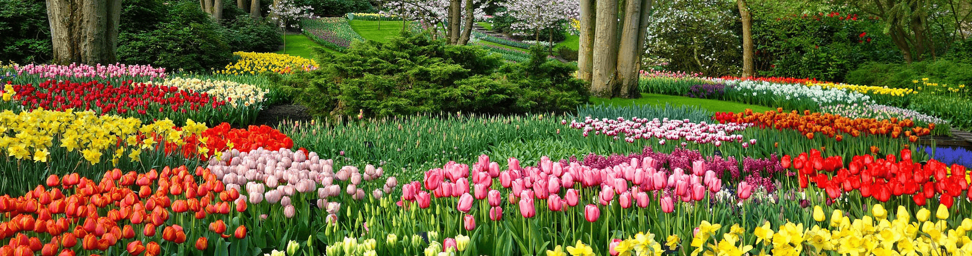 Keukenhof Leiden April Escorted Holidays to the Netherlands 