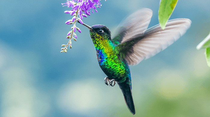 Birdwatching Hummingbird Costa Rica _Rainforests Costa Rican holiday