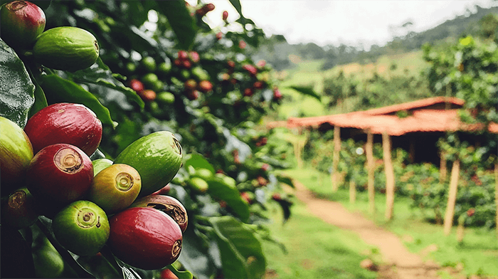 Coffee plantation Costa Rica  - Volcano and lush rainforest culutre and wildlife holiday  costa rica