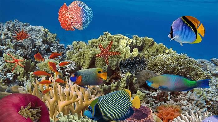 Costa Rica snorkling  Playa Hermosa_Costa Rica holiday