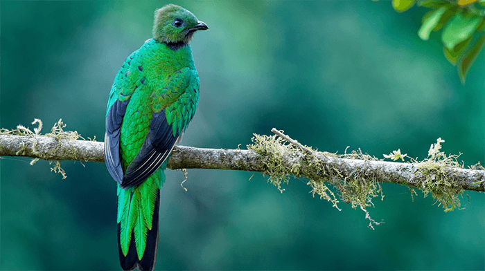 Rainforest birdCosta Rica _Rainforests Costa Rican holiday with costal retreat