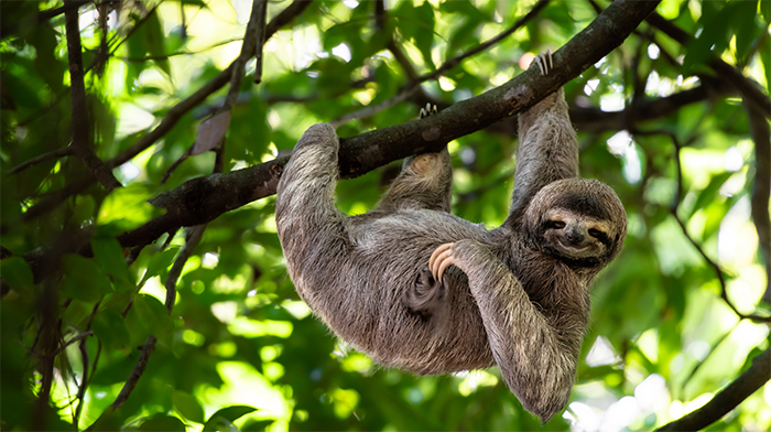 Sloth_Rainforests of La Fortuna Costa Rica holiday featuring rainforest escapes, elegant eco-lodges, and tranquil coastal retreats
