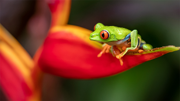 Tree frog Costa Rica _Rainforests Costa Rican holiday wildlife exploring in Costa Rica