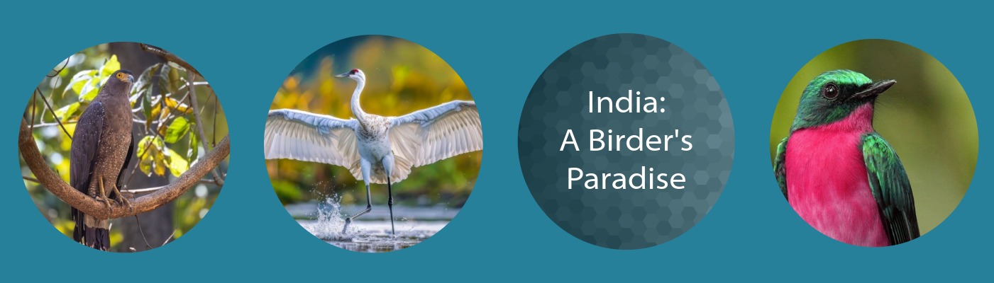 India: A Birder's Paradise