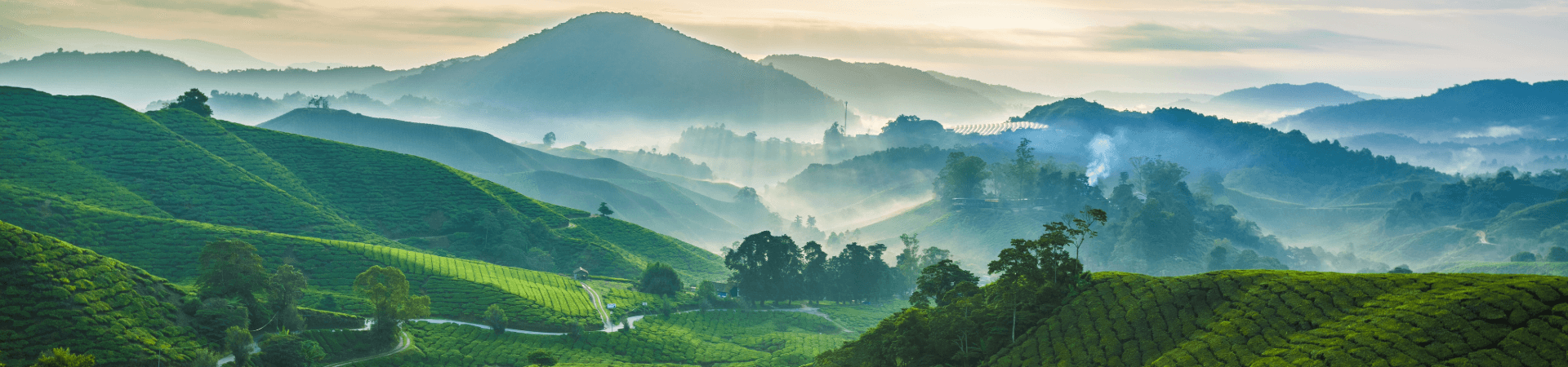 Cameron Highlands Tea Plantations misty landscapes.