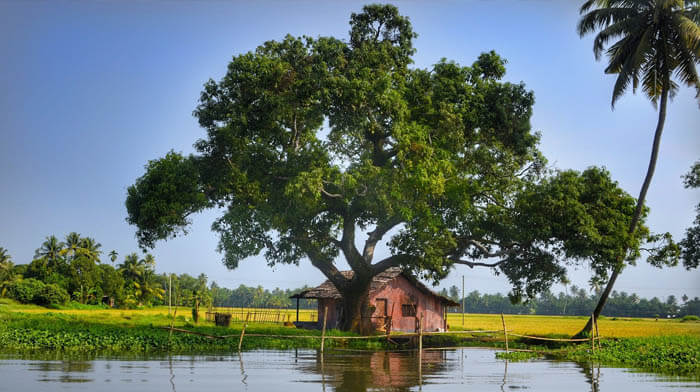 Alleppey, backwater of Kerala, Southern India