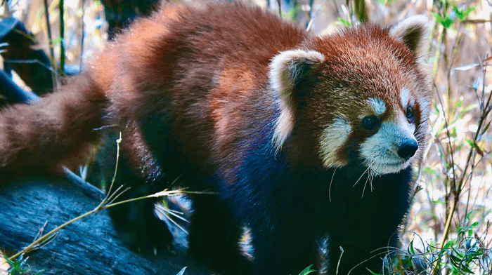 Holiday to India; escorted holidays to India; Adventure holiday to India; North East India Red Panda