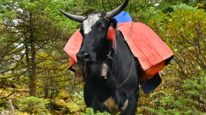 Red Panda  Holiday Habre's Nest India Holiday Himalayas_Yak .png