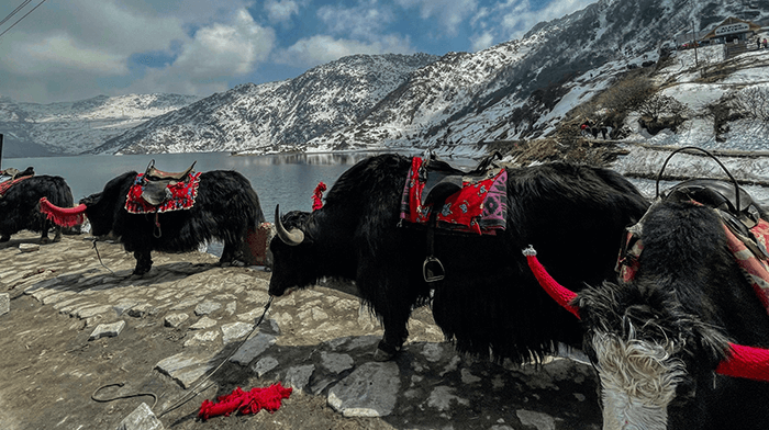 Travel to India. North East India Visit  Darjeeling Himalayan Yak.png
