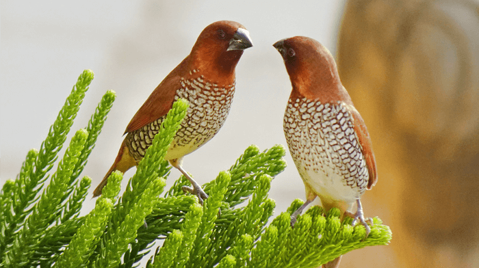 Wild Bird Holiday RSPB India Holiday