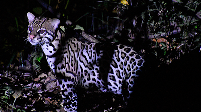 Ocelot_Rainforests of La Fortuna Costa Rica holiday featuring rainforest escapes, elegant eco-lodges, and tranquil coastal retreats.png