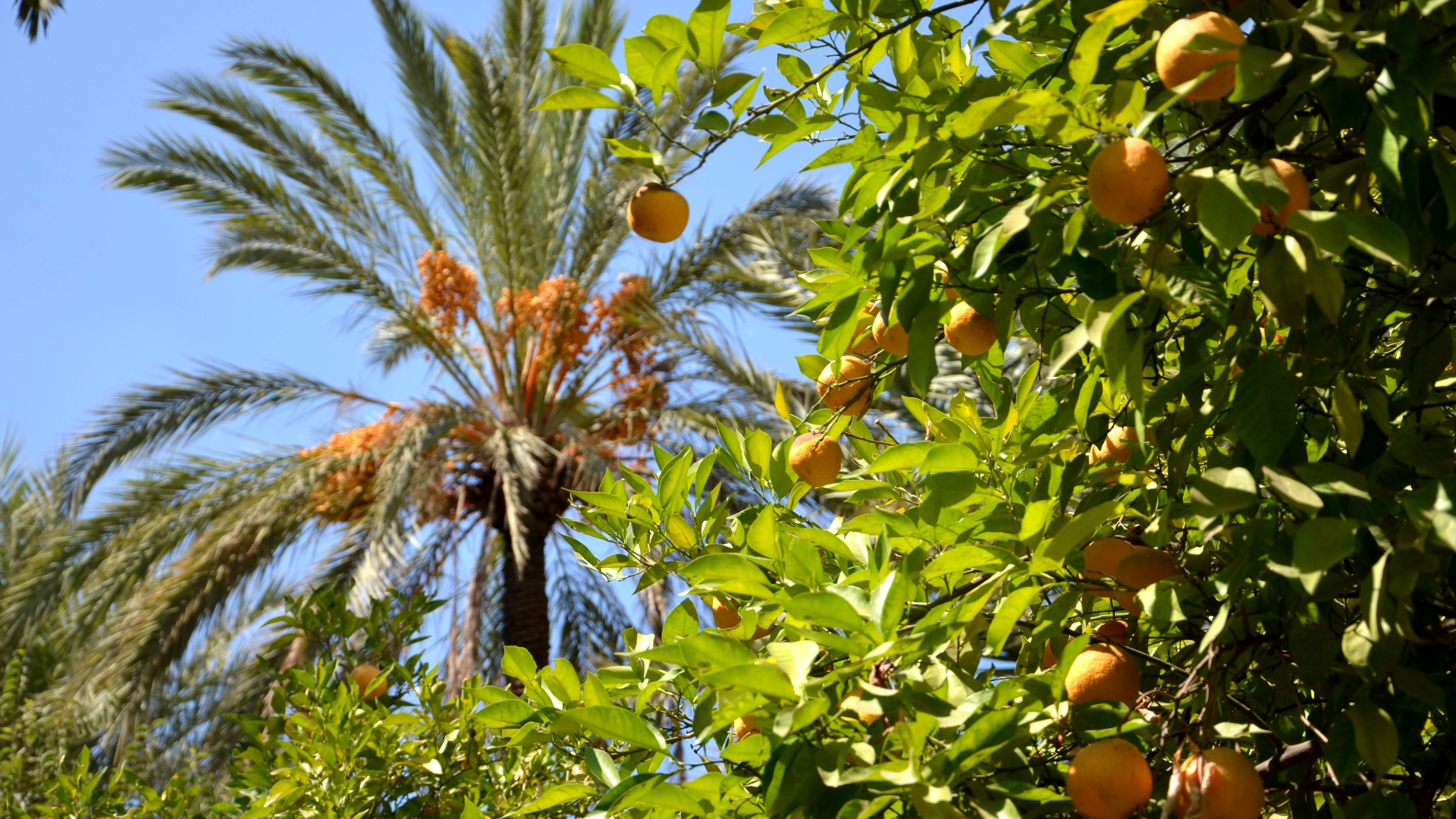 Morocco Garden Tour Citrus and Dates