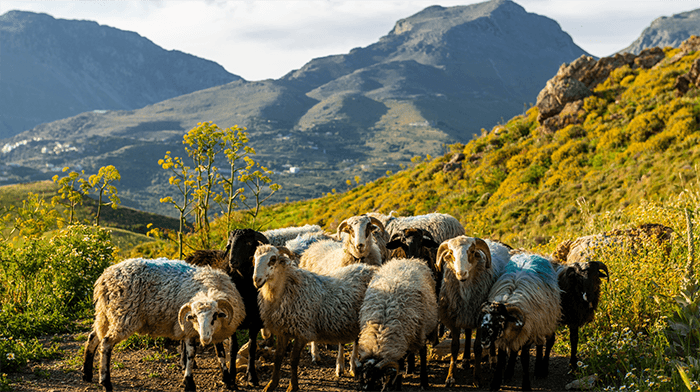 Crete Gentle Adventure Mountain Village