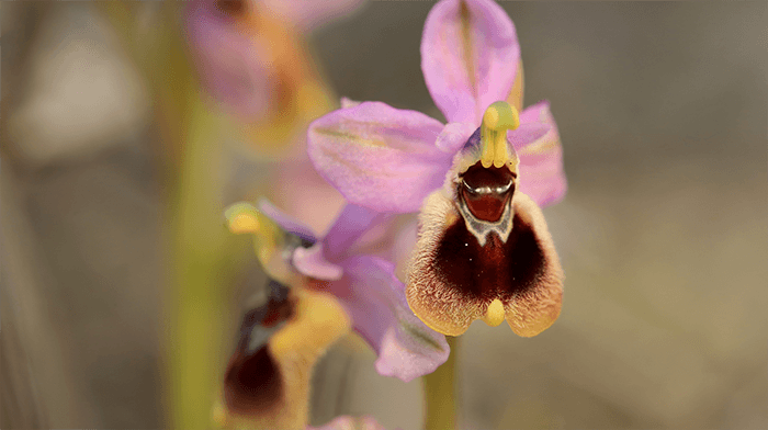 Crete Spring Orchids
