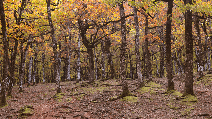 Foloi Oak Forest   Peloponnese Greece 