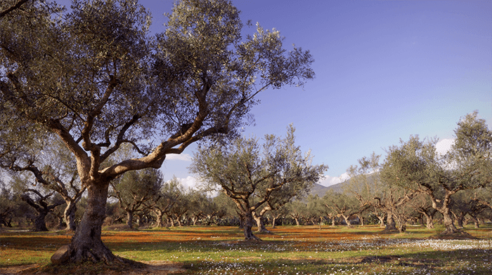 Kalamata olive trees Peloponnese Greece