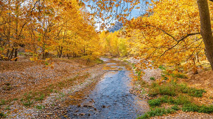 Odontotos Rack Railway Autumn leaves 