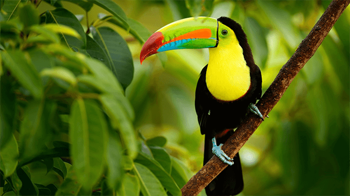 Birdwatching Toucan Costa Rica _Rainforests Costa Rican holiday