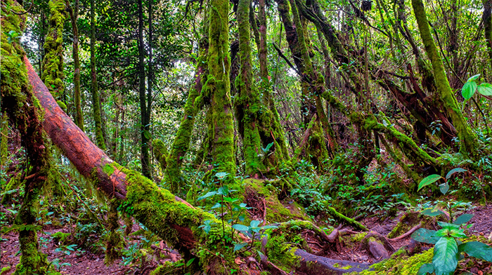 Mossy Forest at Gunung Brinchang Cameron Highland Malaysia