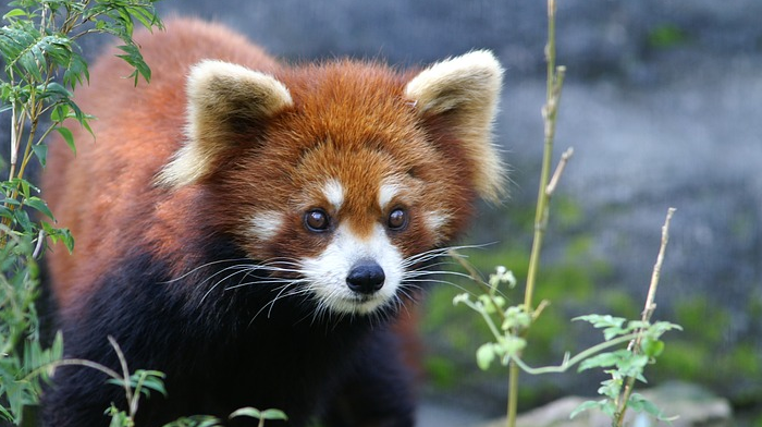 Red Panda  Holiday Habre's Nest India Holiday Himalayas _ Red Pandas in the Wild 