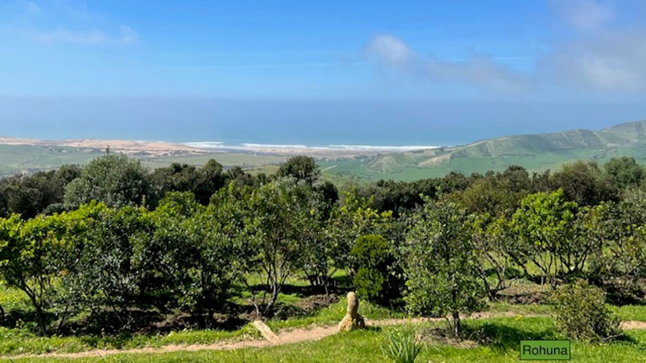 Rohuna 3