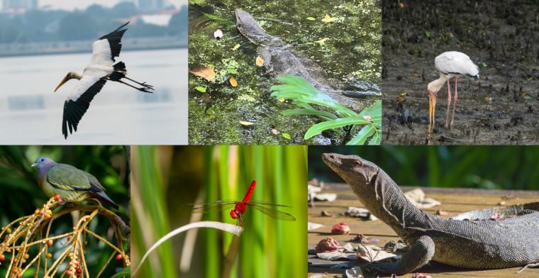 Sungei Buloh Wetland Reserve mangrove singapore birds