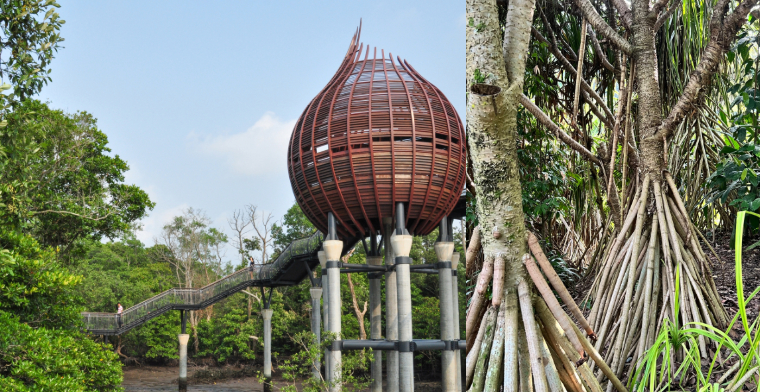 Sungei Buloh Wetland Reserve mangrove singapore