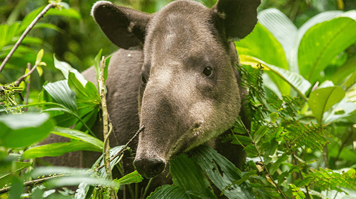 Tapier_Rainforests of La Fortuna Costa Rica holiday featuring rainforest escapes, elegant eco-lodges, and tranquil coastal retreats.png
