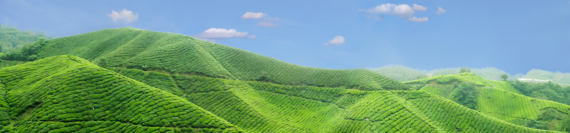 Nestled in the misty hills of central Malaysia, the Cameron Highlands offer a cool, tranquil 