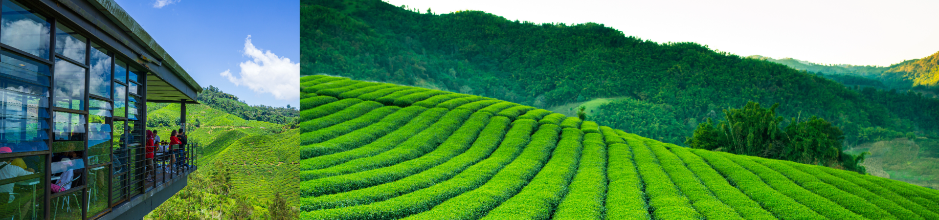 Cameron Highlands hill station during the British colonial era,