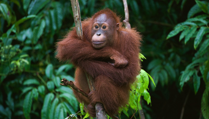 Orangutan Sepilok Rehabilitation Centre Sabah