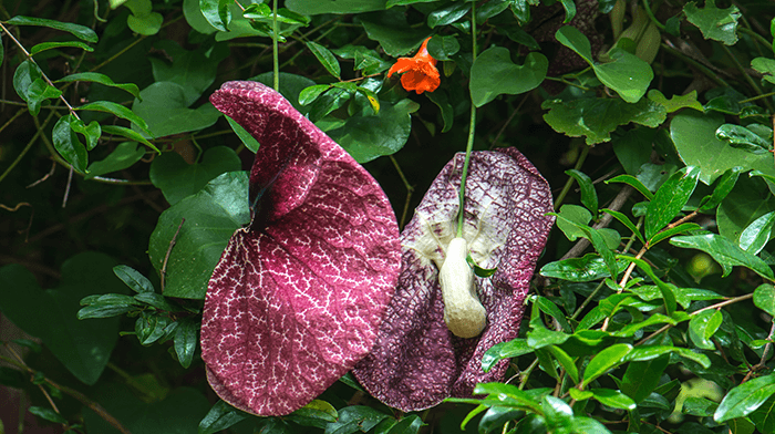 floral bloom botanical garden 