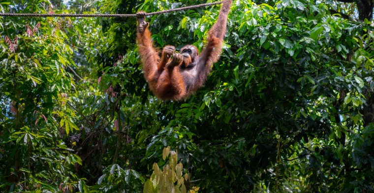 Orangutan Sepilok Rehabilitation Centre Sabah