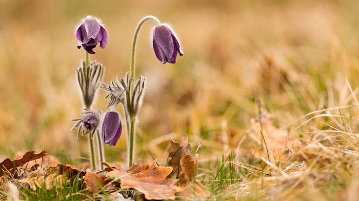 wild flowers sweden