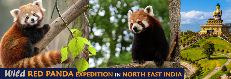 See  Red Pandas in the Wild in North Esat Inda